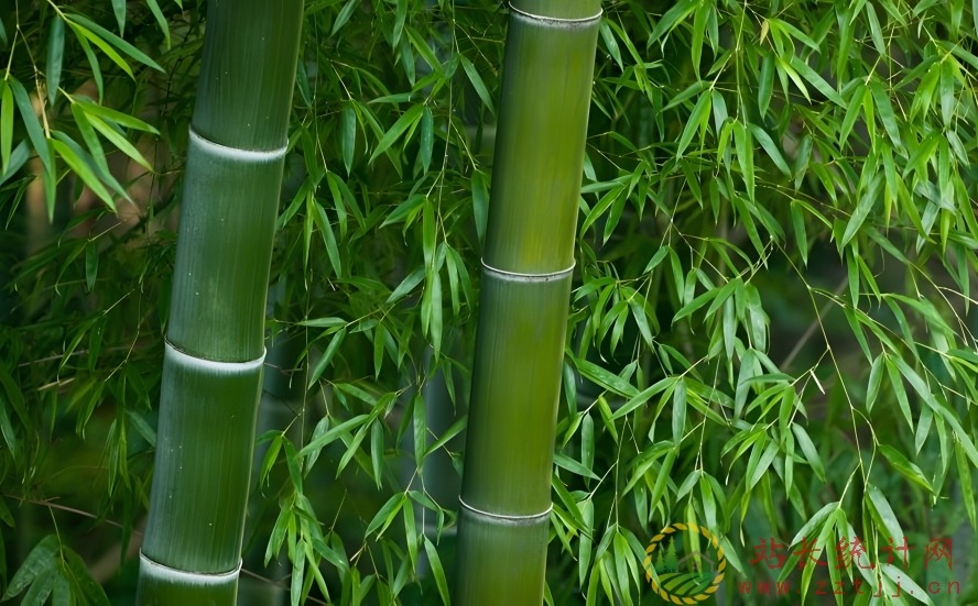 竹子有哪些用途？竹子能用来做什么？